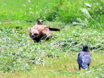 Sat, 8/6/2022 Birding report at ひるがの高原(蛭ヶ野高原)