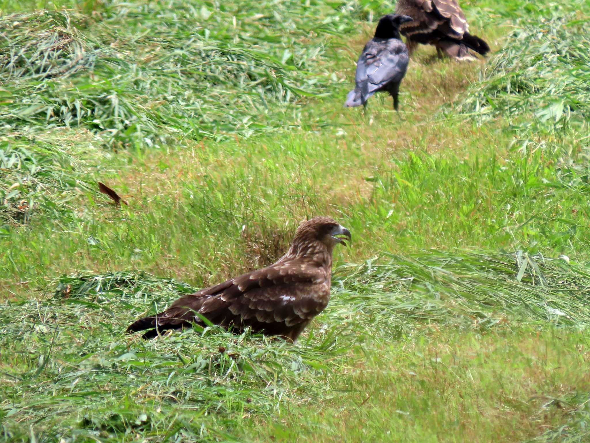 Black Kite