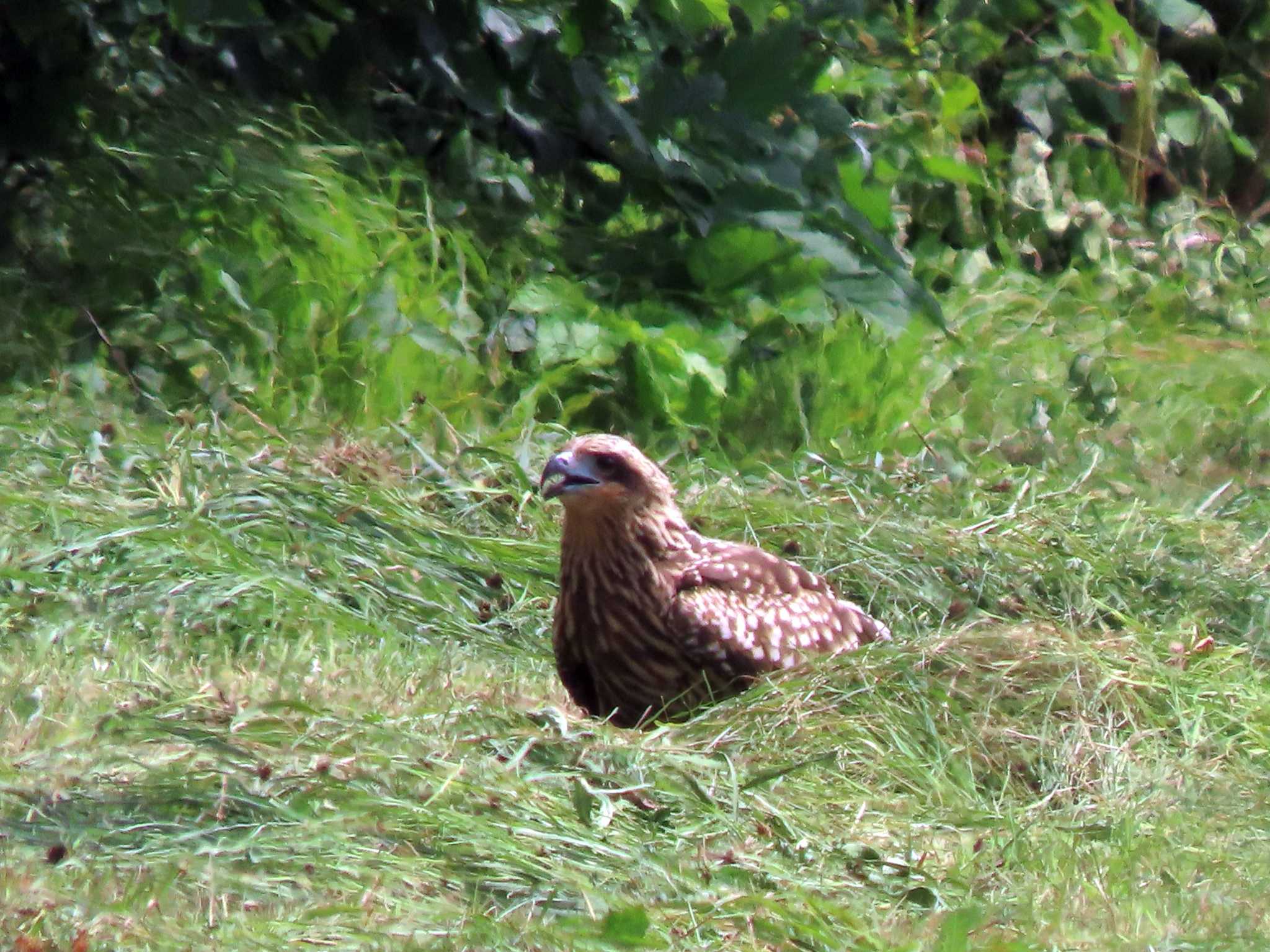 Photo of Black Kite at ひるがの高原(蛭ヶ野高原) by OHモリ