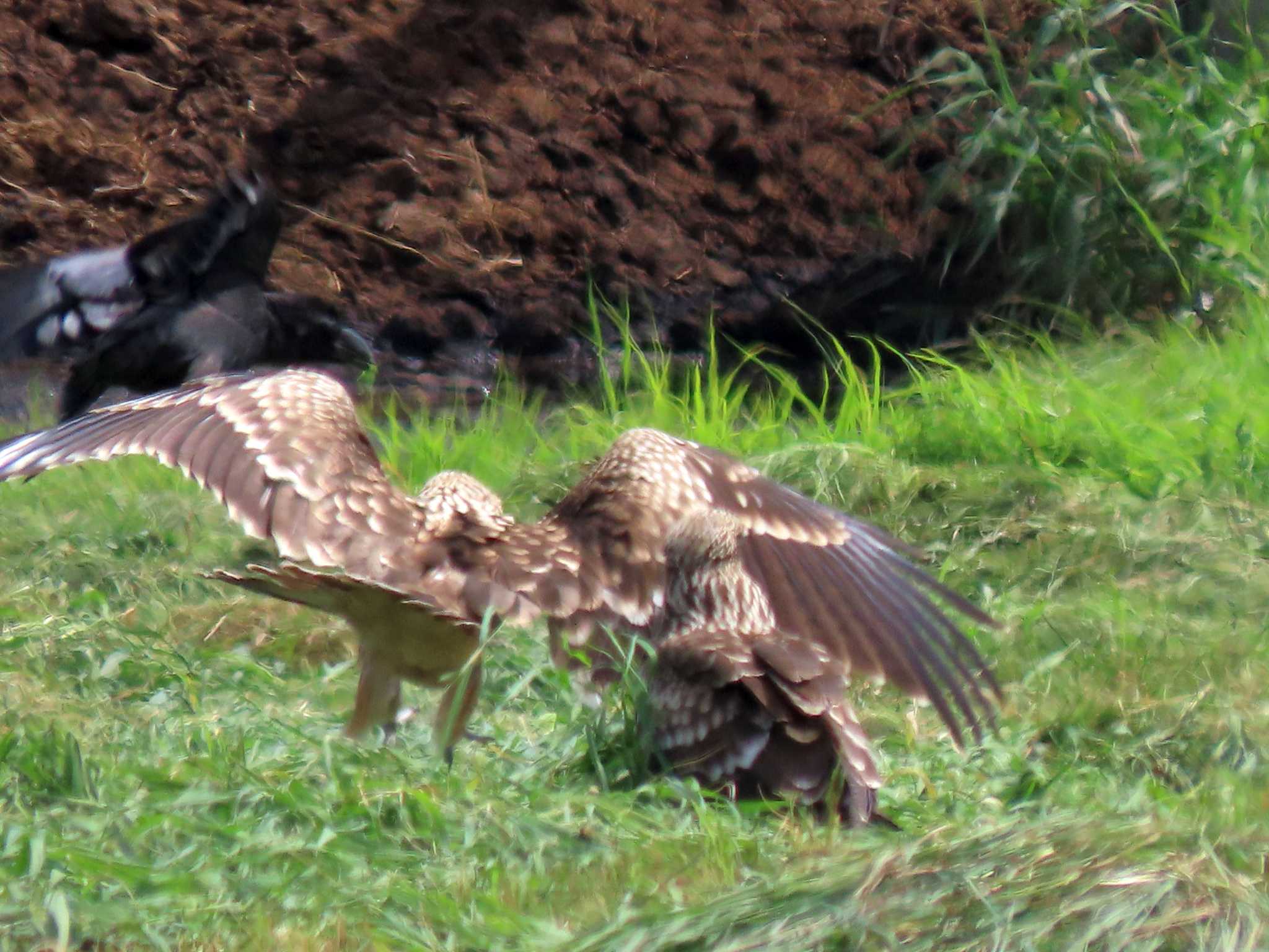 Black Kite