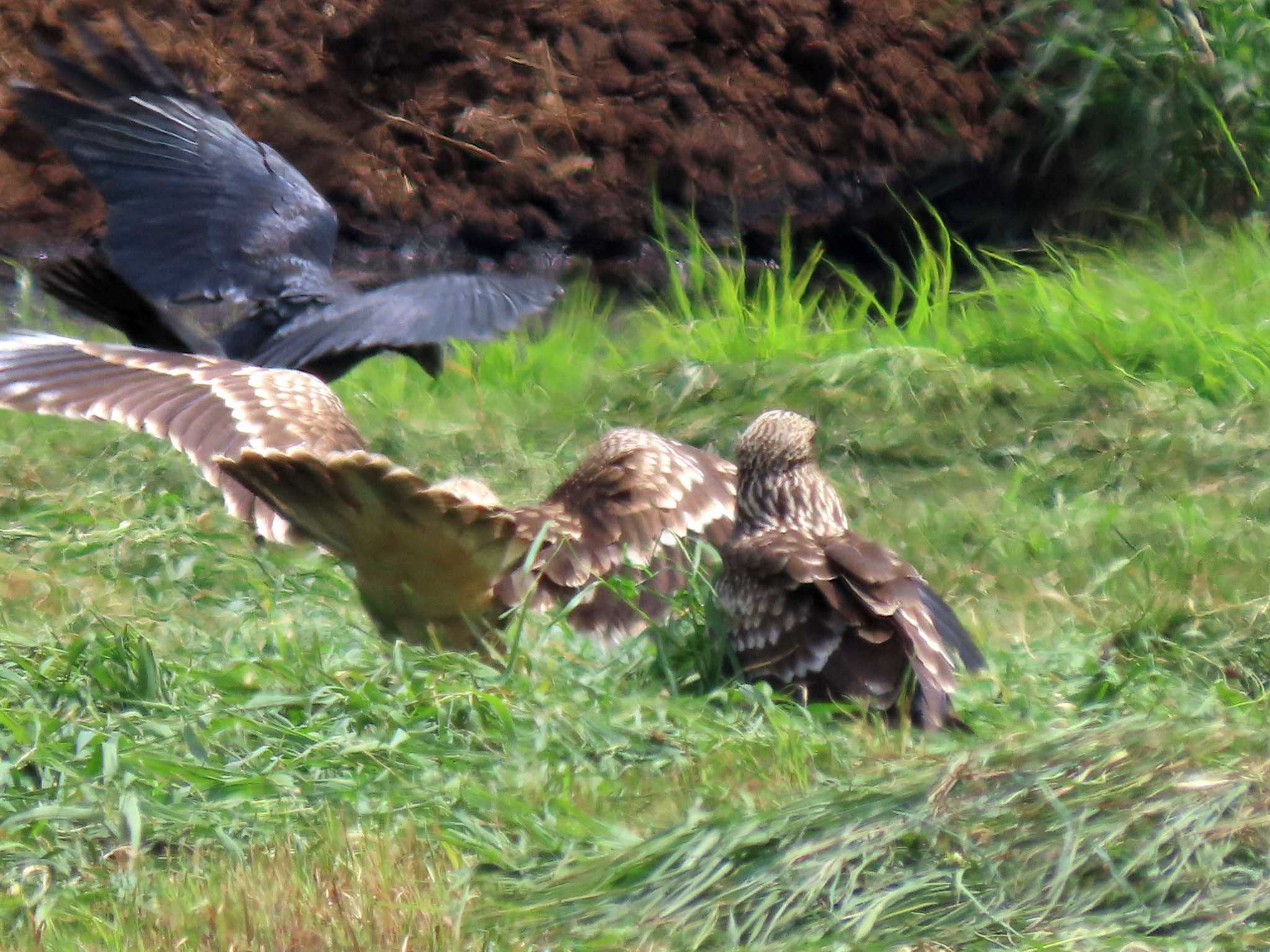 Photo of Black Kite at ひるがの高原(蛭ヶ野高原) by OHモリ