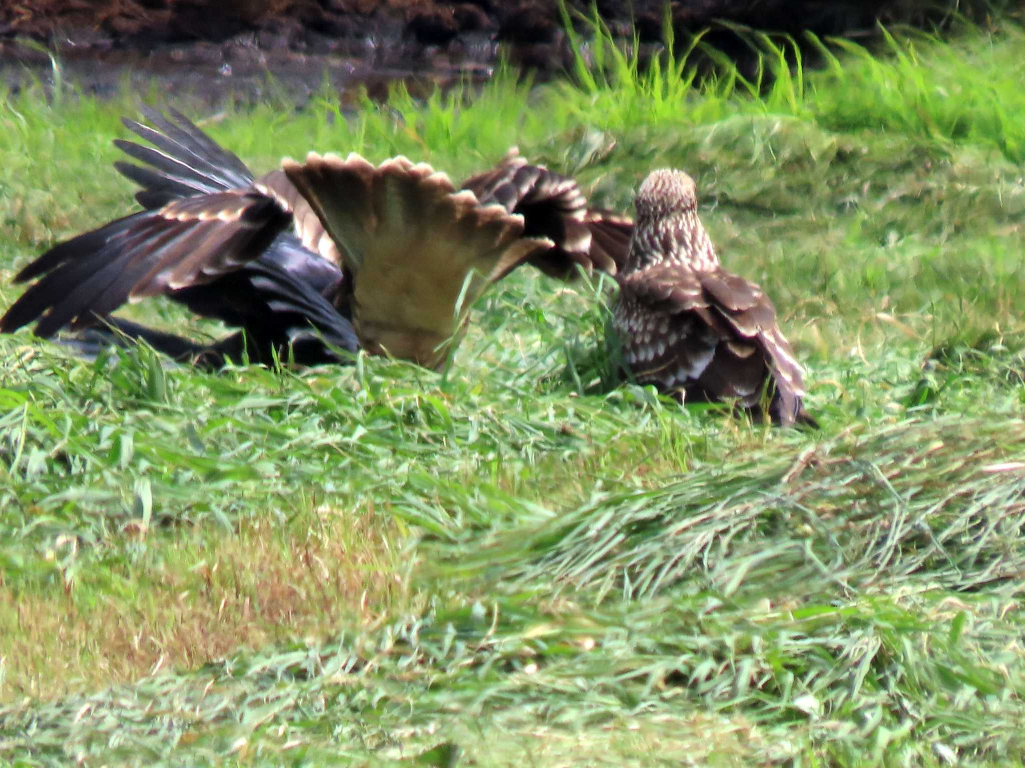 Photo of Black Kite at ひるがの高原(蛭ヶ野高原) by OHモリ