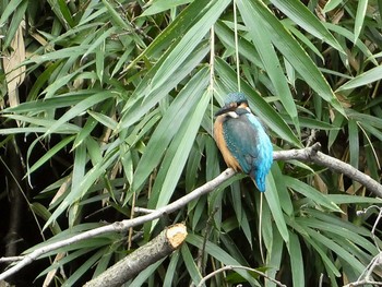 2022年8月6日(土) 明治神宮の野鳥観察記録