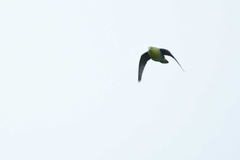 Sat, 7/2/2022 Birding report at 旭岳