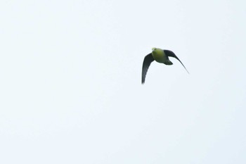 2022年7月2日(土) 旭岳の野鳥観察記録