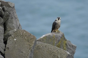 Peregrine Falcon Teuri Island Fri, 7/1/2022