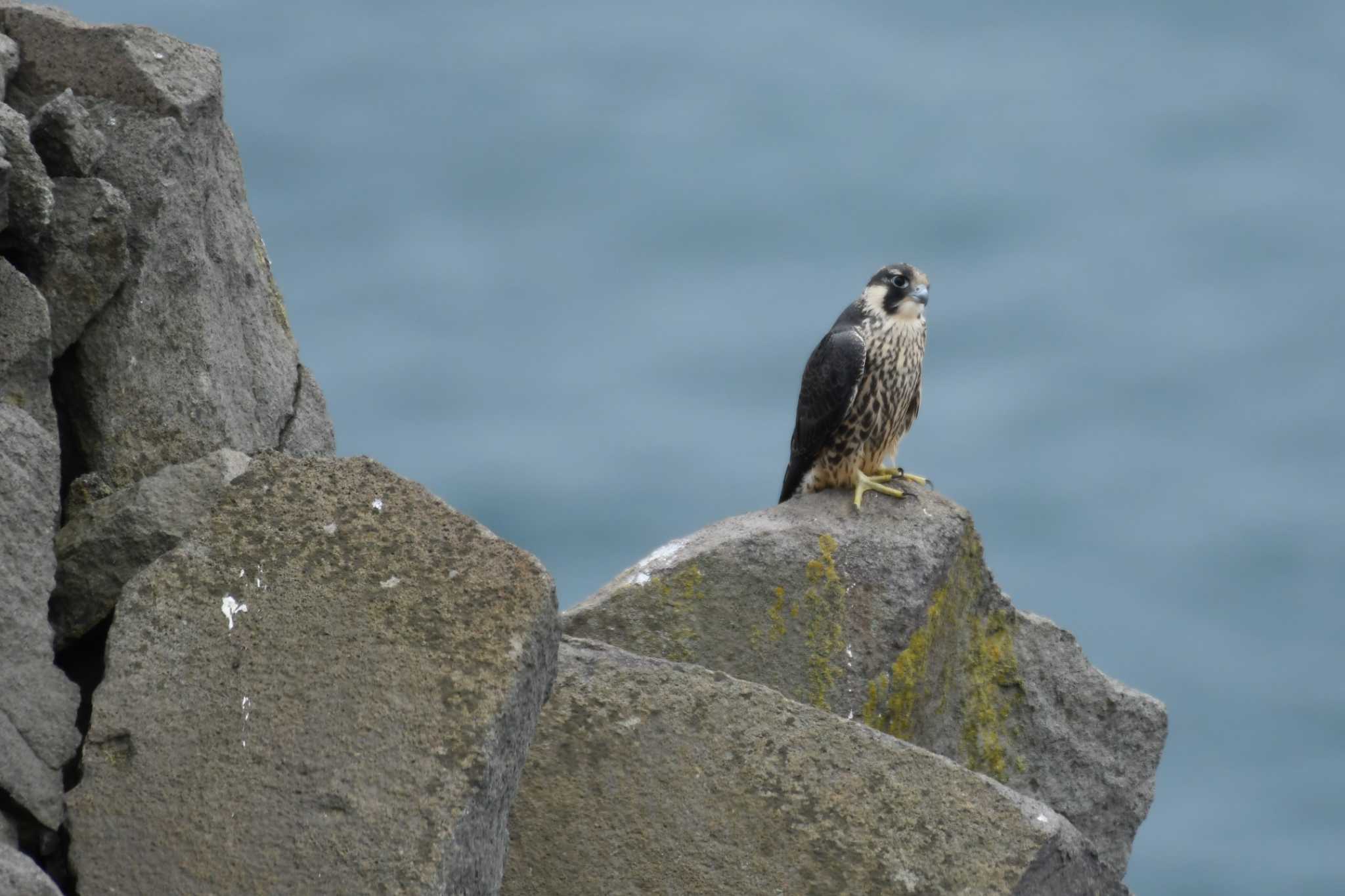 Peregrine Falcon