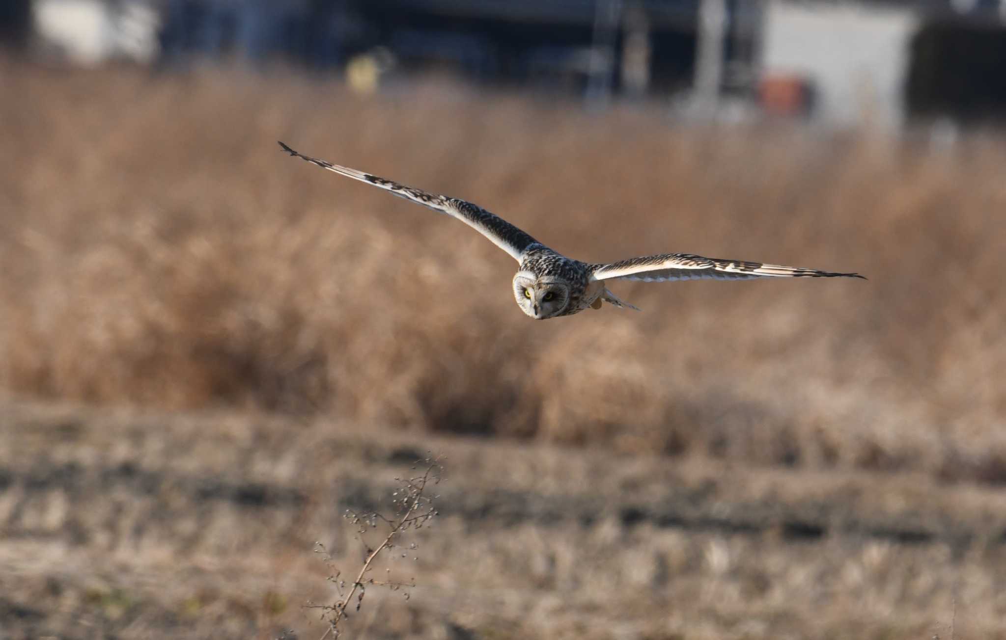 埼玉県 コミミズクの写真 by あひる