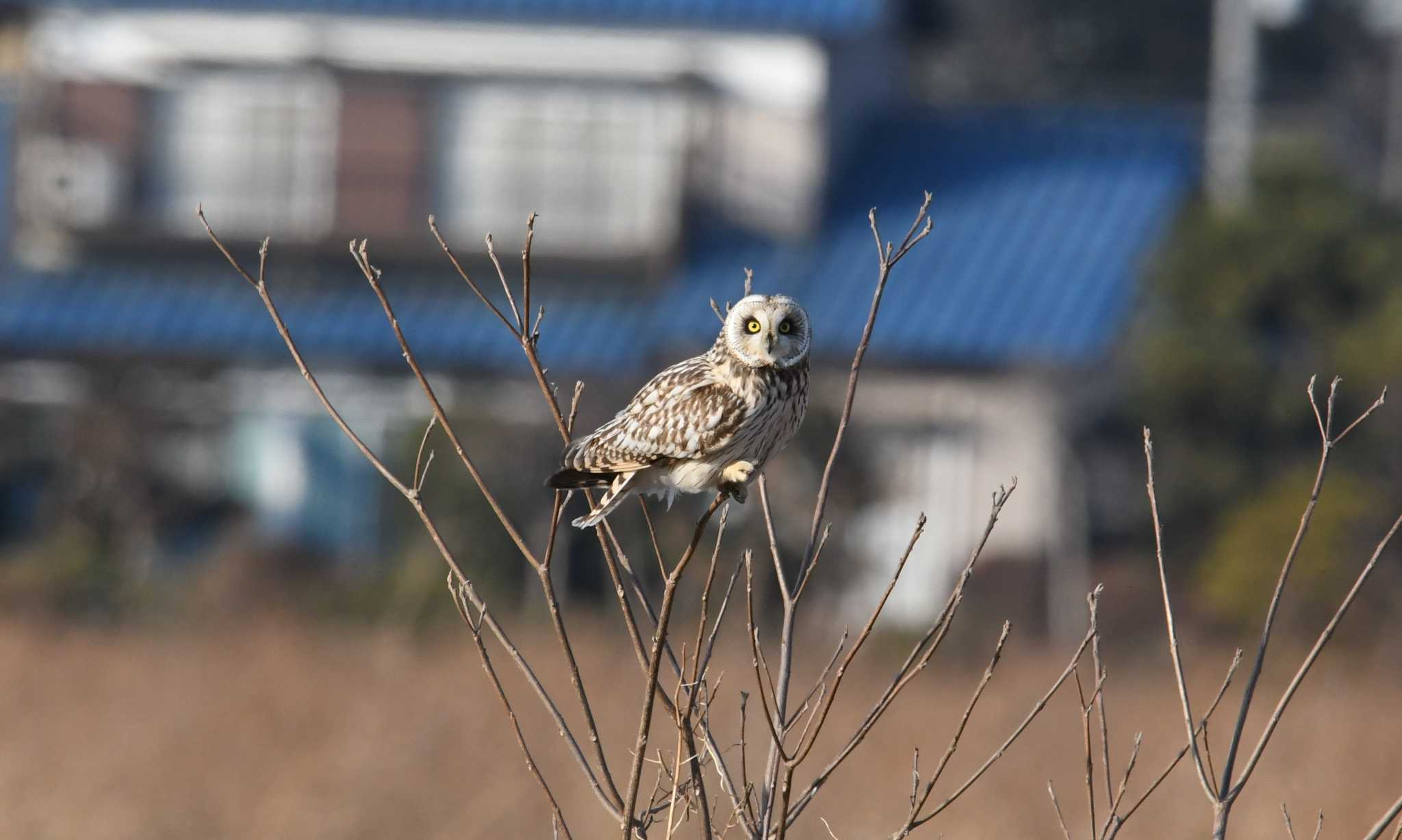 埼玉県 コミミズクの写真 by あひる