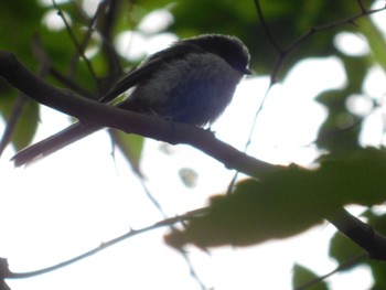 Long-tailed Tit 大井弁天の森 Sun, 5/8/2022