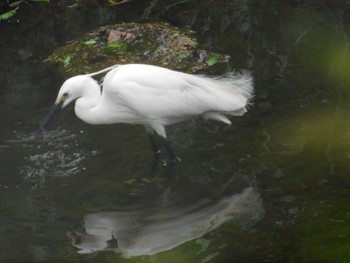 Little Egret 大井弁天の森 Sun, 5/8/2022