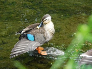 Eastern Spot-billed Duck 大井弁天の森 Sun, 5/8/2022