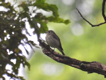 Asian Brown Flycatcher 秩父ミューズパーク Sat, 8/6/2022