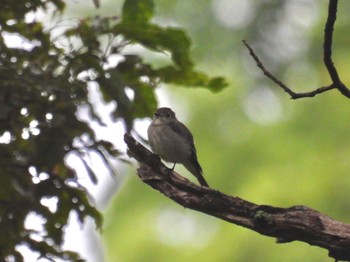 Asian Brown Flycatcher 秩父ミューズパーク Sat, 8/6/2022