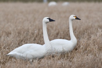 アメリカコハクチョウ 石川県 2018年1月21日(日)