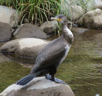 カワウ 真駒内公園 2022年8月7日(日)