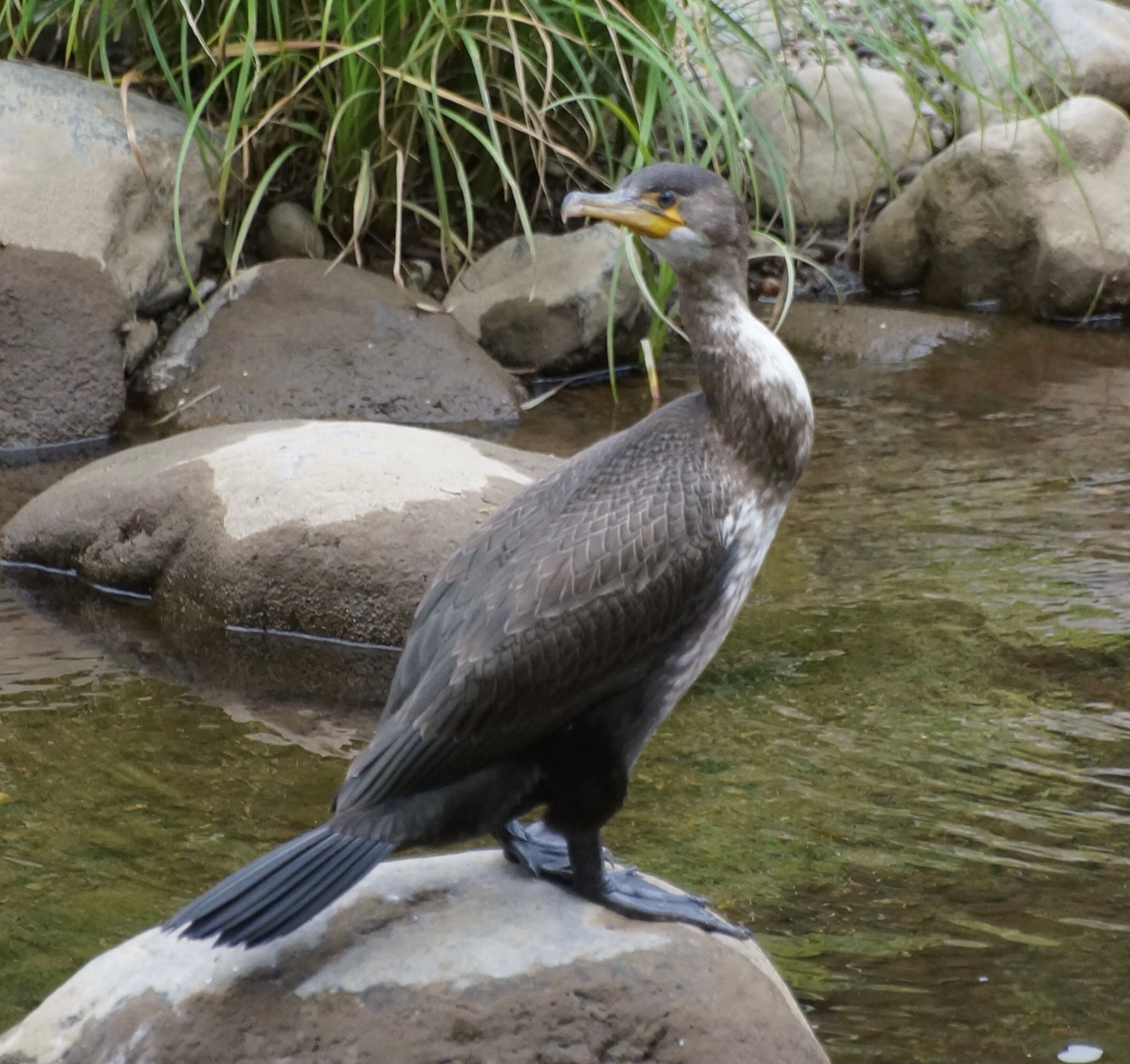 カワウ