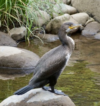 カワウ 真駒内公園 2022年8月7日(日)