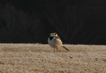 White Wagtail 飛火野 Sat, 1/20/2018