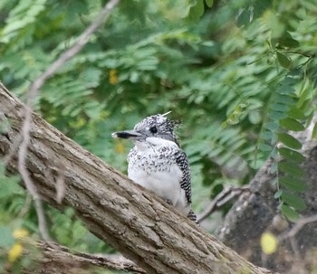 2022年8月7日(日) 真駒内公園の野鳥観察記録