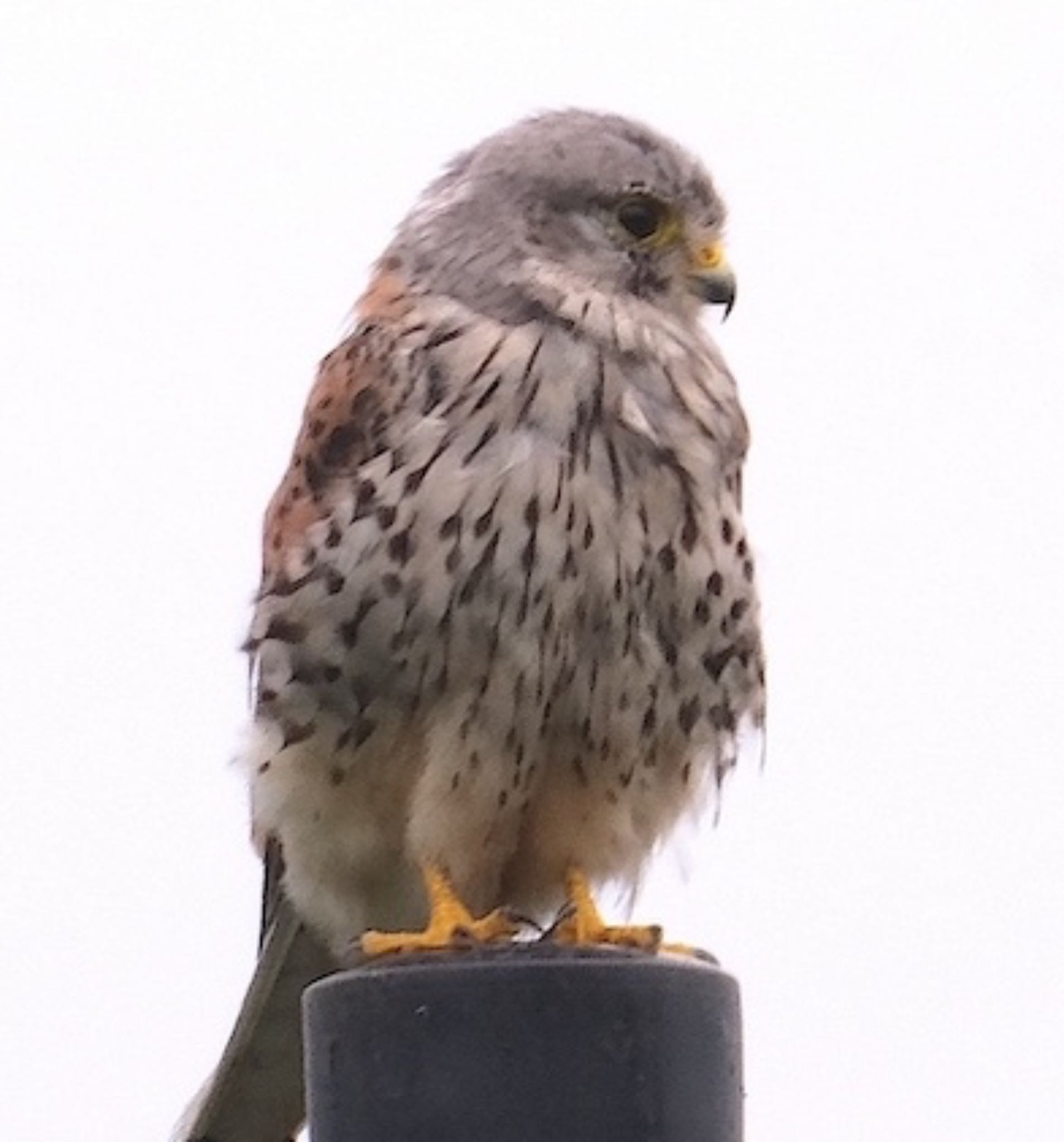 チョウゲンボウ・幼鳥？