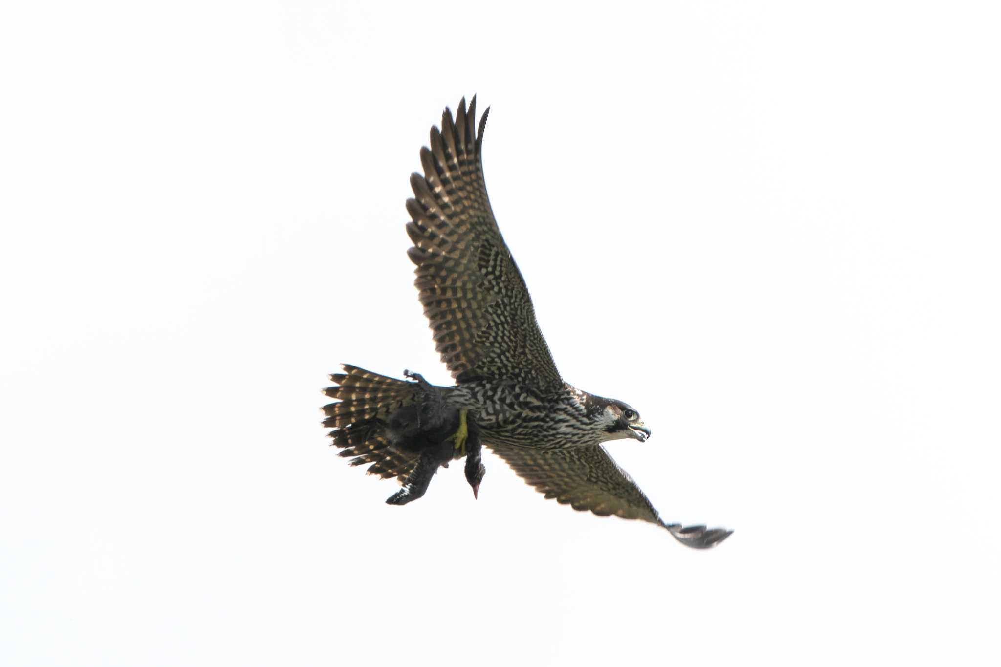 Peregrine Falcon