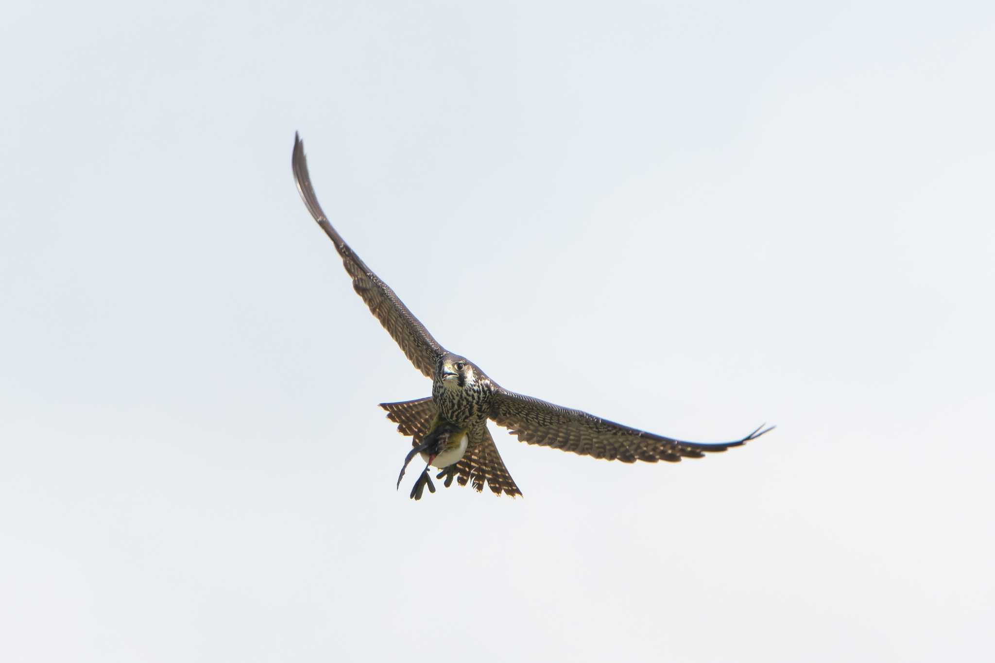 Peregrine Falcon