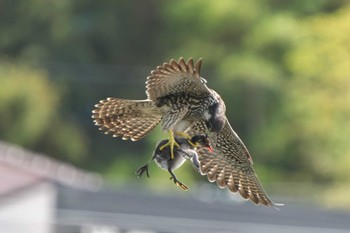 Sun, 8/7/2022 Birding report at 明石市