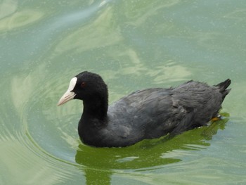 2022年8月7日(日) 佐紀池の野鳥観察記録