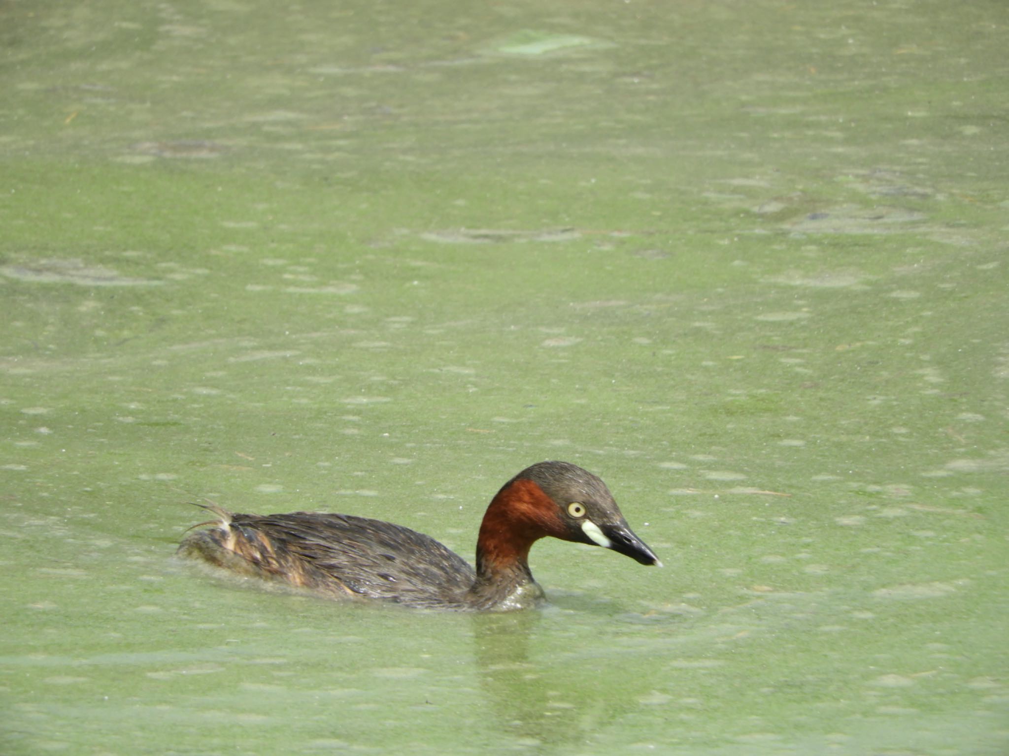 Photo of Little Grebe at 佐紀池 by sweets