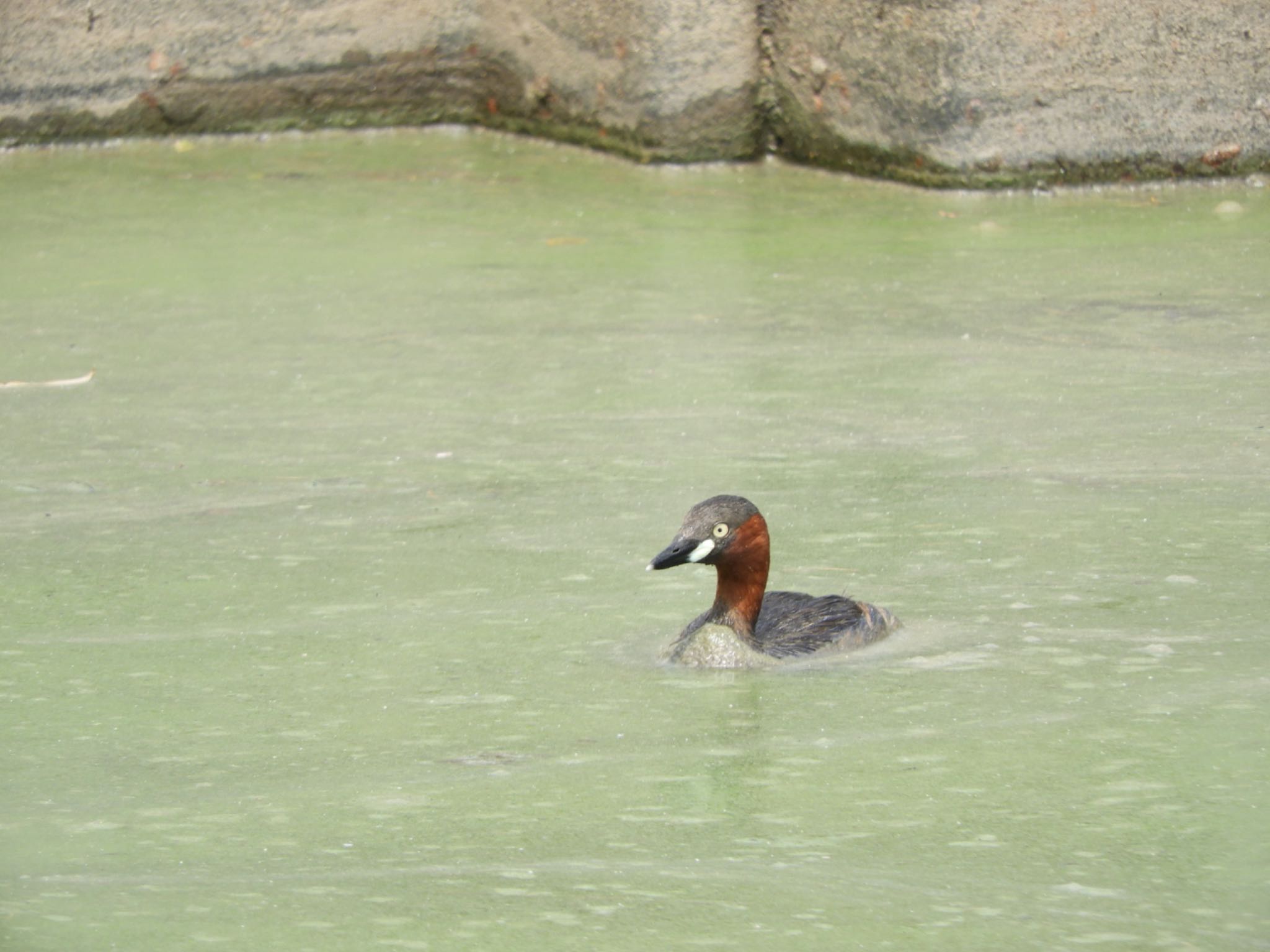 Photo of Little Grebe at 佐紀池 by sweets