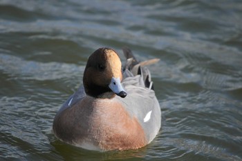 Eurasian Wigeon 郡山城 Wed, 1/3/2018