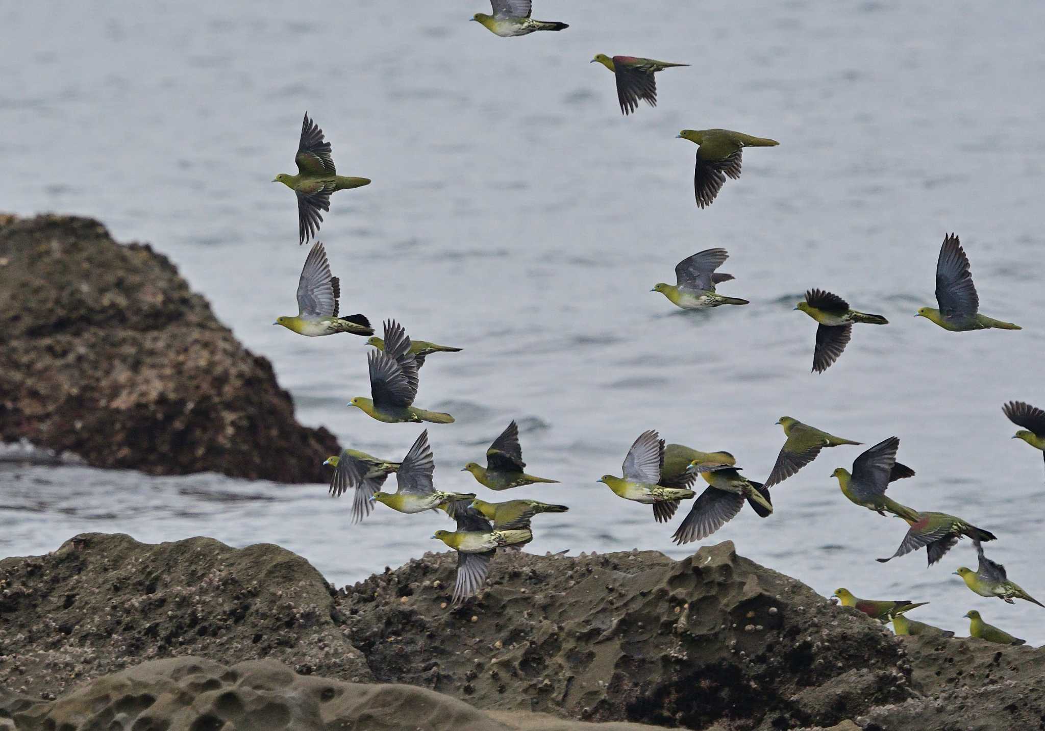 大磯照ヶ崎海岸 アオバトの写真