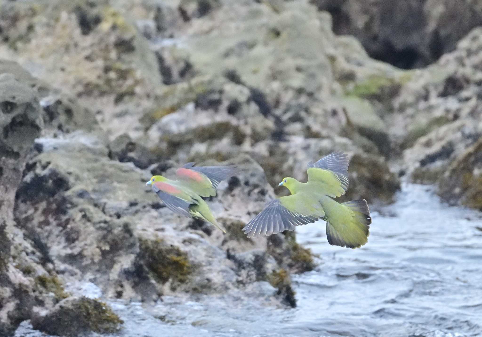 大磯照ヶ崎海岸 アオバトの写真