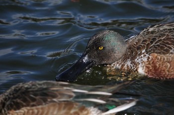 Northern Shoveler 郡山城 Wed, 1/3/2018