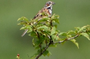 Chestnut-eared Bunting Kirigamine Highland Sun, 8/7/2022