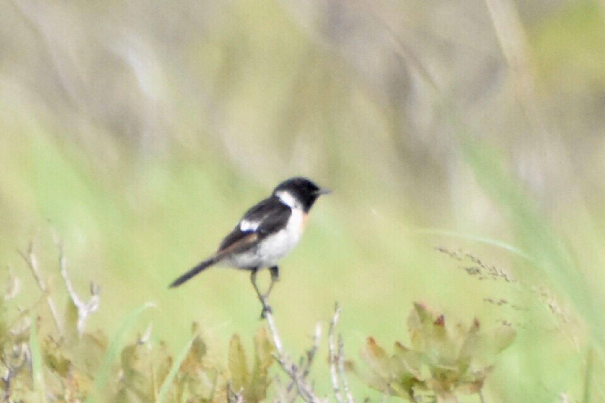 Photo of Amur Stonechat at Kirigamine Highland by 遼太