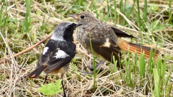 Daurian Redstart Kirigamine Highland Sun, 8/7/2022