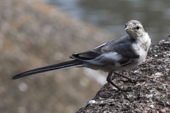 White Wagtail Kasai Rinkai Park Sun, 8/7/2022