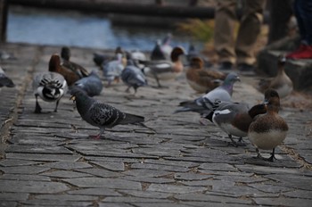 Eurasian Wigeon 郡山城 Wed, 1/3/2018