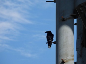 2022年8月7日(日) 六甲山の野鳥観察記録