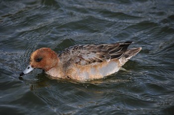 Eurasian Wigeon 郡山城 Wed, 1/3/2018