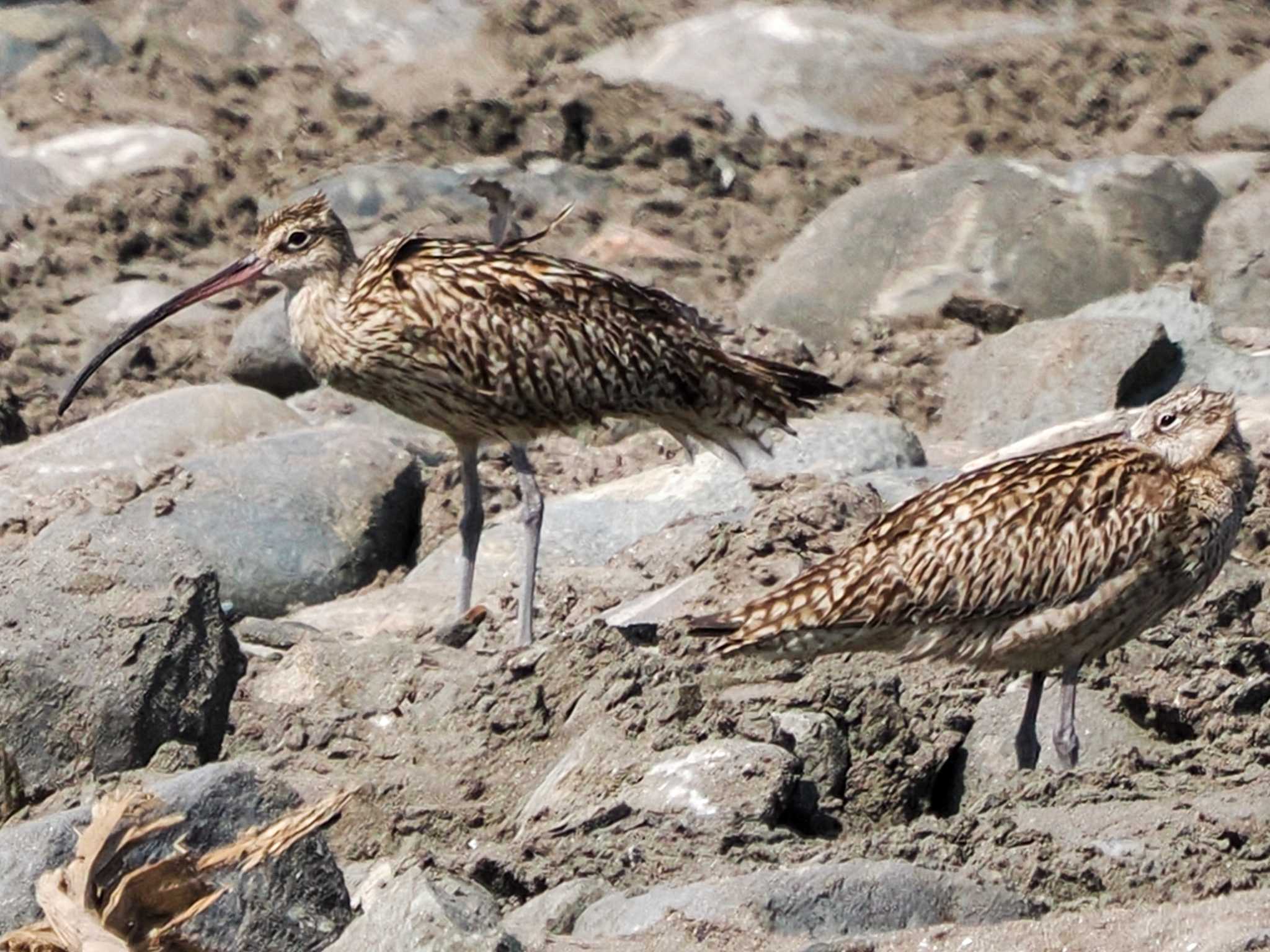 新川河口(札幌市) ホウロクシギの写真 by 98_Ark (98ｱｰｸ)