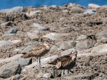 2022年8月7日(日) 新川河口(札幌市)の野鳥観察記録