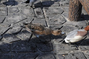 Eurasian Wigeon 郡山城 Wed, 1/3/2018