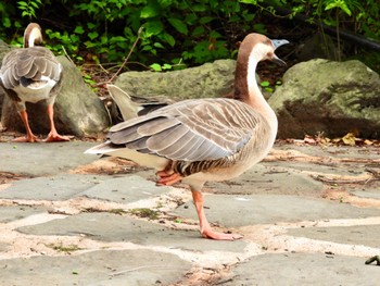2022年8月7日(日) 大池親水公園の野鳥観察記録