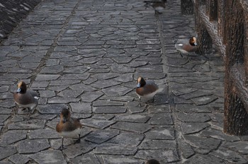 Eurasian Wigeon 郡山城 Wed, 1/3/2018