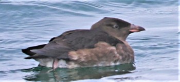 Rhinoceros Auklet 落石ネイチャークルーズ Sun, 8/7/2022