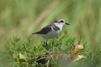 2022年7月31日(日) 葛西海浜公園の野鳥観察記録