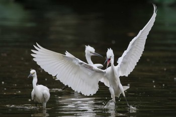 Little Egret 中国広東省 Sun, 7/10/2016